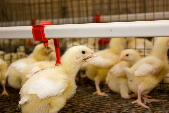 acercamiento de pollitos