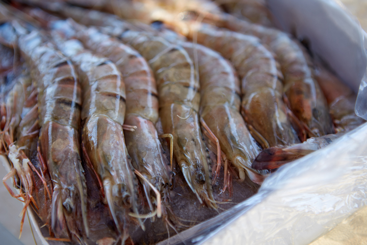 criadero de camarones