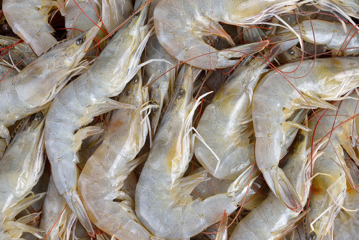 acercamiento de camarones