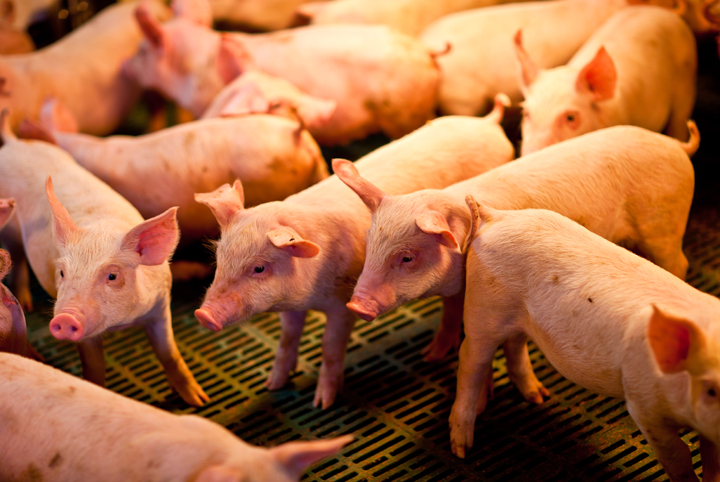 cerdos en granja