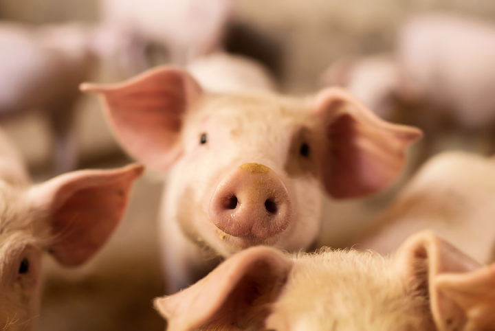 acercamiento de cerdo